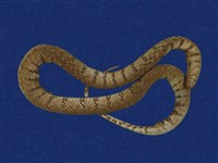 藏品(赤腹游蛇)的圖片